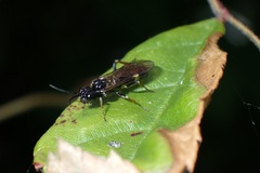 Allantus cinctus