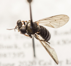 Cerotainia macrocera