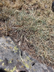 Festuca indigesta