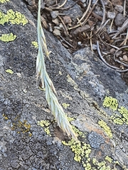 Festuca indigesta