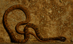 Pareas boulengeri