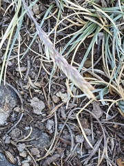Festuca indigesta