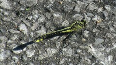 Gomphurus fraternus