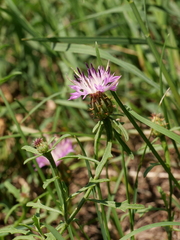 Centaurea aspera