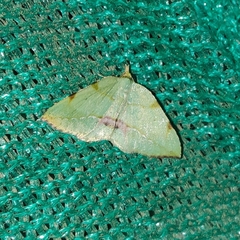 Heterolocha patalata