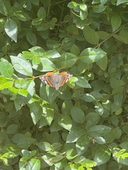 Vanessa atalanta