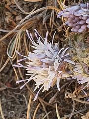 Jasione crispa
