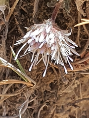 Jasione crispa