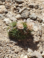 Armeria caespitosa