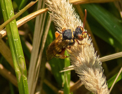 Nomada texana