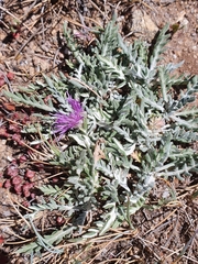 Jurinea humilis