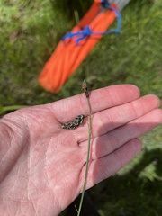 Carex pluriflora