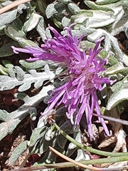 Jurinea humilis