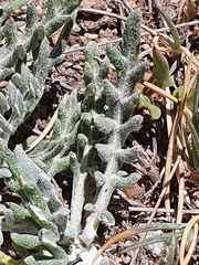 Jurinea humilis