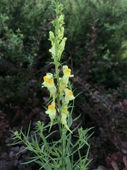 Linaria vulgaris