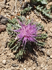 Jurinea humilis