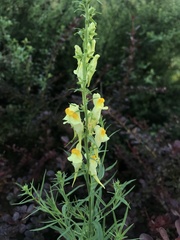 Linaria vulgaris