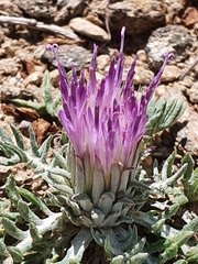 Jurinea humilis