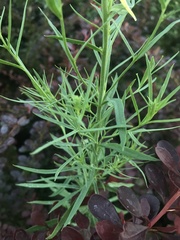 Linaria vulgaris