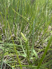 Platanthera dilatata