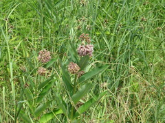 Asclepias syriaca