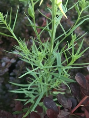 Linaria vulgaris