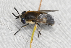 Heptatoma pellucens