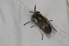 Heptatoma pellucens