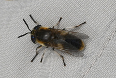 Heptatoma pellucens