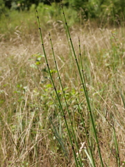 Equisetum × moorei