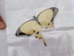 Papilio dardanus dardanus