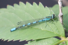 Coenagrion hastulatum