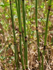 Equisetum × moorei