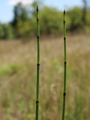 Equisetum × moorei