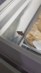 Usgentia vespertalis