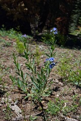 Hackelia velutina