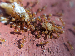 Forelius pruinosus