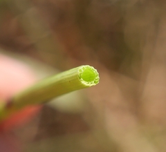 Equisetum × moorei