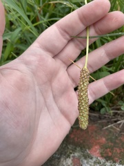 Plantago lanceolata