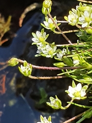 Minuartia recurva