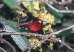 Cardellina rubra