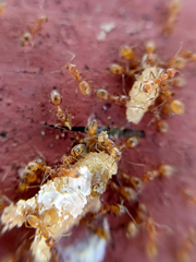 Forelius pruinosus
