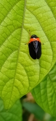 Phymatostetha deschampsi