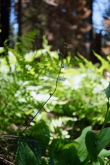 Lithophragma parviflorum parviflorum
