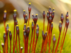 Tetraplodon mnioides