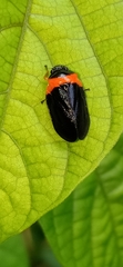 Phymatostetha deschampsi