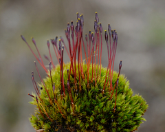 Tetraplodon mnioides