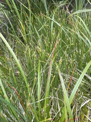 Trichophorum pumilum