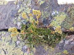 Alchemilla saxatilis