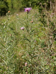 Centaurea jacea timbalii